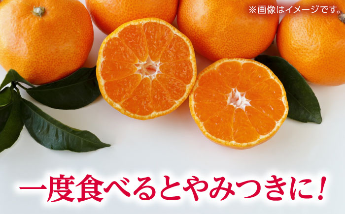 温州みかん 『青島』 約5kg S～Lサイズ 【奥村果実園】 [ZFK005]