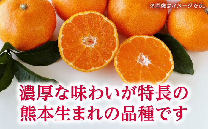 温州みかん 『白川』 約5kg S～Lサイズ 【奥村果実園】 [ZFK007]