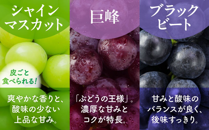 【訳あり】こば農園 種なし ぶどう 2種食べ比べセット 計約600g （ シャインマスカット & 巨峰 or ブラックビート）【合同会社 こば農園】 [ZFO004]