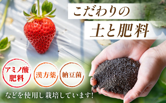 【先行予約】こば農園のこだわりいちご　恋みのり 約1080g（約270g：6~11粒×4パック） 【合同会社 こば農園】 [ZFO006]