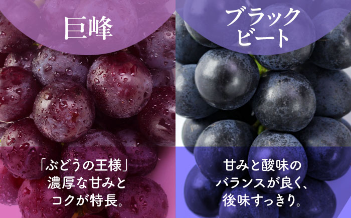 【先行予約】【訳あり】 こば農園 人気の黒ぶどう（巨峰 or ブラックビート）約600g 【合同会社 こば農園】 [ZFO007]