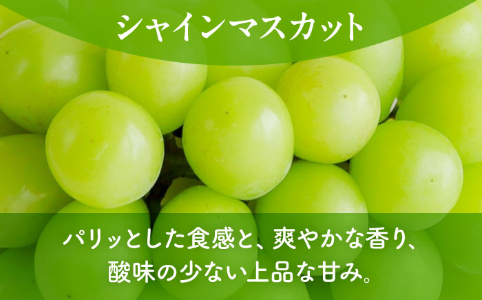 【先行予約】【訳あり】 こば農園 こだわりのシャインマスカット 約600g 【合同会社 こば農園】 [ZFO008]