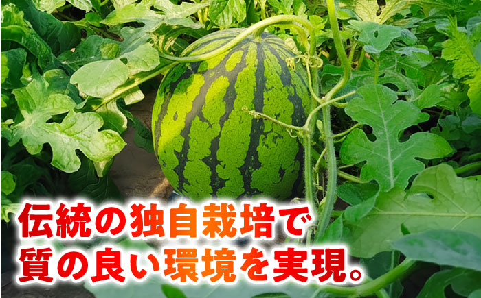 【先行予約】 【2回定期便】 大玉スイカ！2L～3Lサイズ（1玉 約7kg～9kg）　2種類楽しめる！ 1玉入りを2回お届け！ 【城野農園】 [ZFV006]