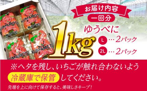 【先行予約】【3回定期便】大粒いちご L～2L ゆうべに 1kg（計4pc）【熊本ベリー】フルーツ 果物 くだもの いちご イチゴ 苺 ゆうべに 大粒いちご 国産 熊本県産 九州産  [ZER004]