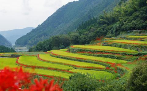 【数量限定】菊鹿 棚田米 5kg【ミヤタ 株式会社 】 米 こめ お米 ご飯 精米 熊本県産 山鹿市 [ZAH001]