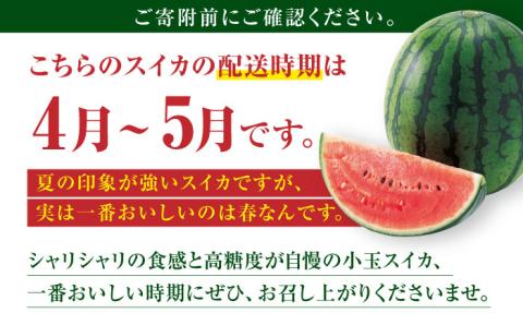 【先行予約】小玉スイカ ひとりじめ 2玉 2Lサイズ 【株式会社 前田ファーム】 [ZCM011]
