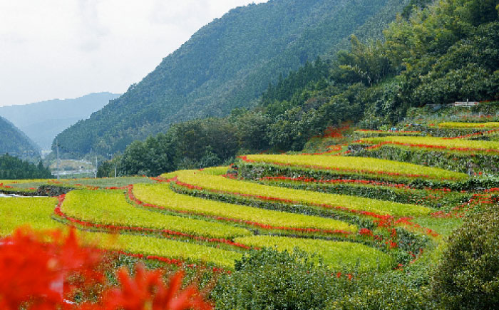 【3回定期便】 菊鹿 棚田米 20kg 【ミヤタ 株式会社 】   米 こめ お米 ご飯 精米 熊本県産 山鹿市  [ZAH012]