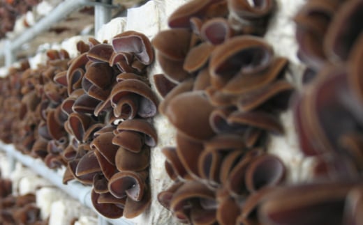 乾燥 きくらげ セット 45g×6袋【株式会社 地の塩社】 [ZAN003]