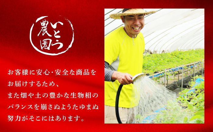 【先行予約】【3回定期便】高級 いちご 恋みのり  約1600g（200g×8pc）【伊藤農園】 果物 フルーツ イチゴ いちご 苺 定期便 [ZBB010]
