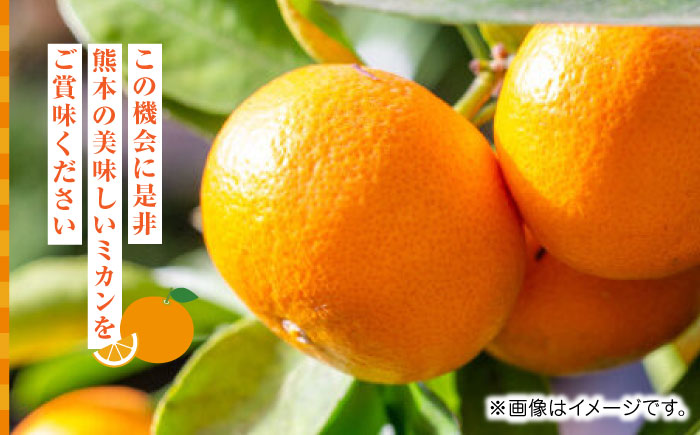 【先行予約】温州みかん約5kg　2S～2Lサイズ　【くまふる】 [ZBG051]