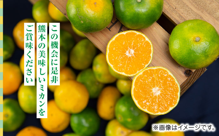 【先行予約】極早生みかん 約10kg　2S～2Lサイズ　【くまふる】 [ZBG054]