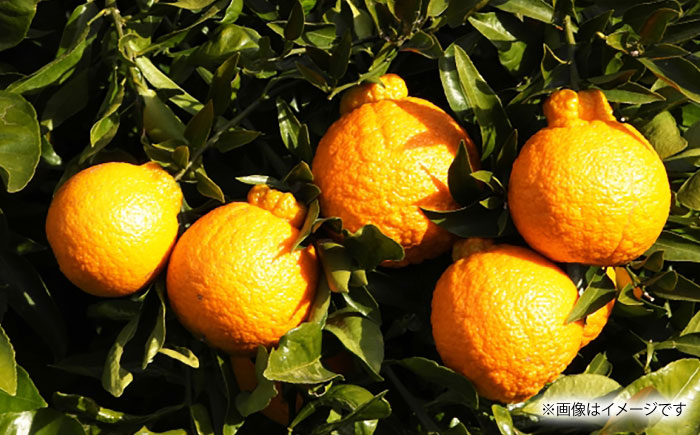 【先行予約】不知火 約3kg 【くまふる】 [ZBG080]