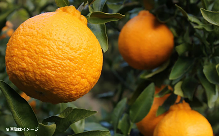 ハウスデコポン　約2kg 【くまふる】 [ZBG081]