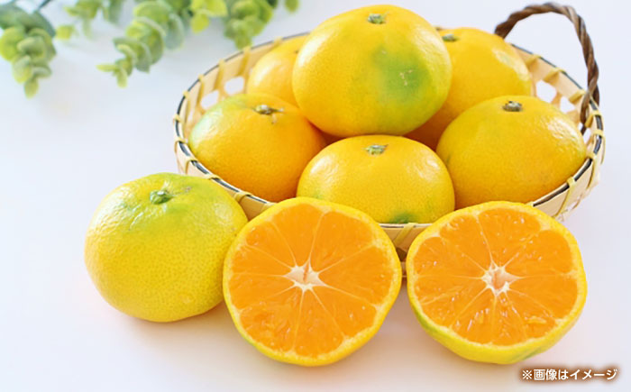 早生みかん　約4.5kg 【くまふる】 [ZBG082]