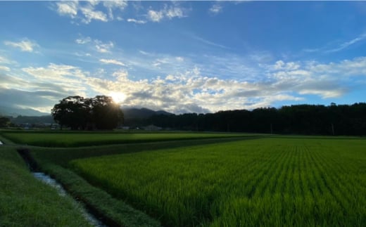 玄米 カイロ YOHEHO 肩掛け・白【山麓はっち】 [ZBM001]