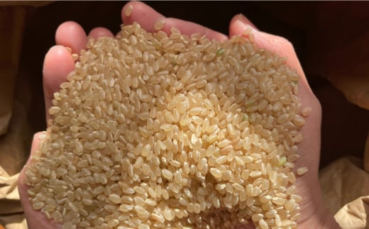 玄米 カイロ YOHEHO 座布団・グレー【山麓はっち】 [ZBM007]