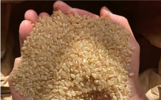 玄米 カイロ YOHEHO 座布団・紺【山麓はっち】 [ZBM009]