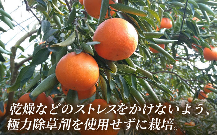 【2026年2月下旬から発送】せとか みかん 約2.5kg 果物 化粧箱入り フルーツ ギフト【小春農園】 [ZBN002]