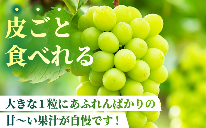 【2026年発送先行予約】食べ比べセット 800g（シャインマスカット & ピオーネ or Sブラック 各一房）【合同会社 社方園】 [ZBZ001]