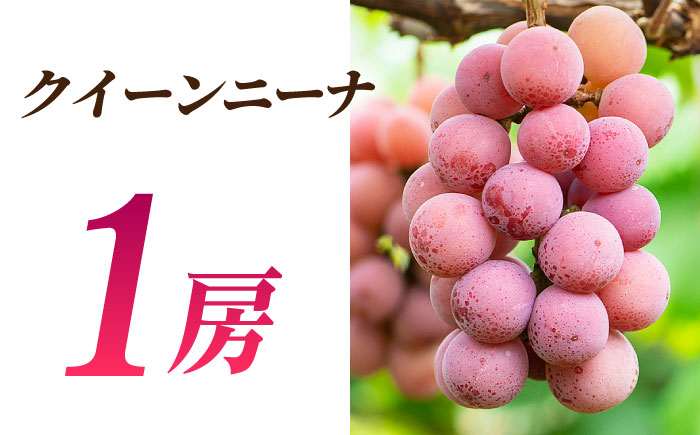 【2026年発送先行予約】ぶどうの宝石 3色 食べ比べセット 計1.2kg（3房）【合同会社 社方園】 [ZBZ004]
