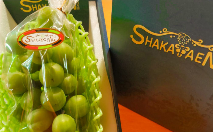 【2026年発送先行予約】社方園の シャインマスカット 一房 化粧箱入り【合同会社 社方園】 シャインマスカット 果物 一房 ぶどう  [ZBZ005]