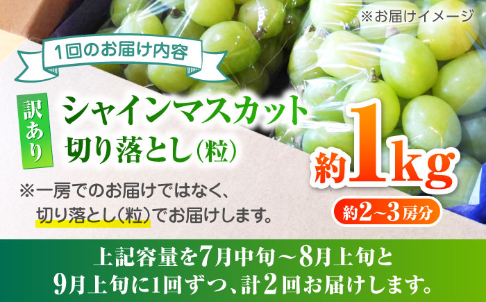 【先行予約】【2回定期便】訳あり シャインマスカット 切り落とし 約1kg  【合同会社 社方園】 定期 ぶどう 果物 訳あり 熊本 [ZBZ010]