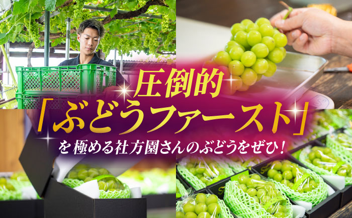 【2026年発送先行予約】シャインマスカット 3kg(6～8房)【合同会社 社方園】 [ZBZ014]