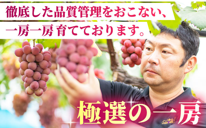 【2026年発送先行予約】食べ比べセット 800g（シャインマスカット & クイーンニーナ 各一房）【合同会社 社方園】 [ZBZ018]