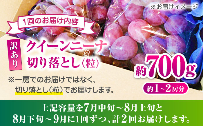 【2026年発送先行予約】【2回定期便】　訳あり クイーンニーナ ぶどう 切り落とし 約700g  【合同会社 社方園】 [ZBZ044]