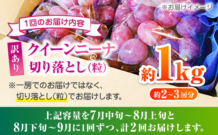 【2026年発送先行予約】【2回定期便】　訳あり クイーンニーナ ぶどう 切り落とし 約1kg  【合同会社 社方園】 [ZBZ045]