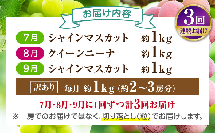 【先行予約】【3回定期便】 訳あり 毎月1種類ずつお届け！ 紅白ぶどう2種 食べ比べ 切り落とし 約1kg  【合同会社 社方園】 [ZBZ051]