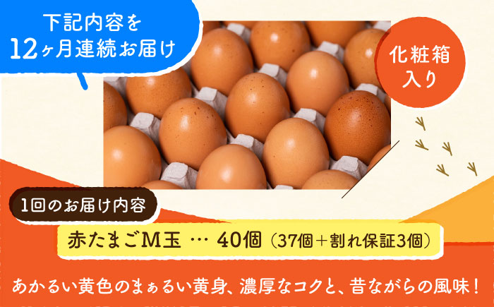 【全12回定期便】 【化粧箱入り】赤たまご M玉 40個 (37個＋割れ保証3個)【農事組合法人 鹿本養鶏組合】 [ZCA005]