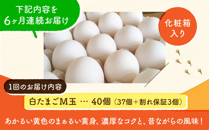 【全6回定期便】【化粧箱入り】白たまご M玉 40個（37個＋3個割れ保証）【農事組合法人 鹿本養鶏組合】 [ZCA011]