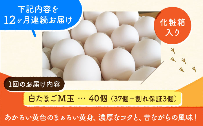 【全12回定期便】【化粧箱入り】白たまご M玉 40個（37個＋3個割れ保証）【農事組合法人 鹿本養鶏組合】 [ZCA012]