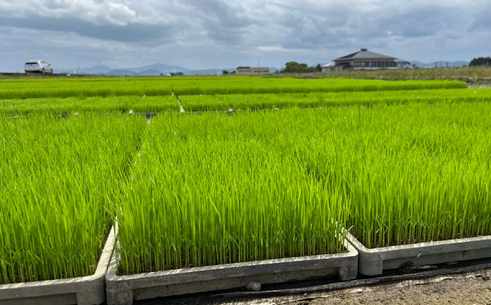 〈令和7年度新米〉 【天日塩を使用】一鹿米 森のくまさん 白米 5kg【株式会社 夢アグリ】 新米 令和7年産 [ZCL001]