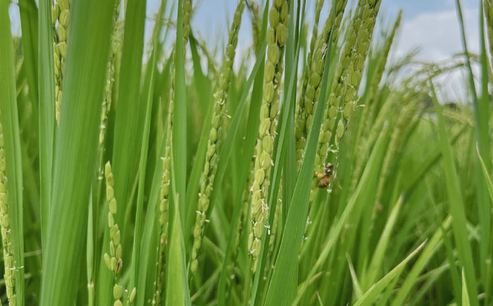 〈令和7年度新米〉 【先行予約】【天日塩を使用】一鹿米 旭一号 玄米 20kg【株式会社 夢アグリ】 新米 令和7年産 [ZCL006]