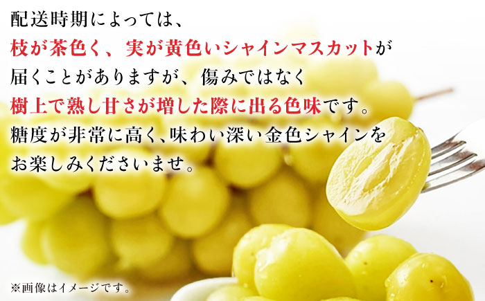 【先行予約】シャインマスカット 約1.2kg2～3房 ぶどう 種なし【合同会社 福福堂】 [ZCN006]