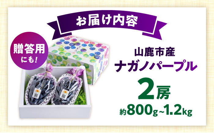 【先行予約】山鹿市産 ナガノパープル 2房（約800g～1.2kg） 箱入り [ZDS003]