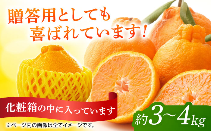 【先行予約】不知火 みかん 約3kg～4kg 果物 化粧箱入り 贈答用【道の駅 水辺プラザかもと】 [ZEG003]
