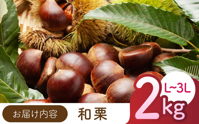 【先行予約】 和栗 約2kg（約1kg×2袋） L～3L 【すみれファーム】 [ZEP058]