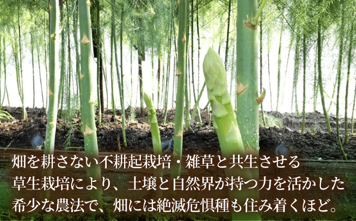 【2026年】 5～9月配送 極上あまうま 夏芽 アスパラガス M～L 1kg （40～50本）【Nature-falo】[ZEQ002]