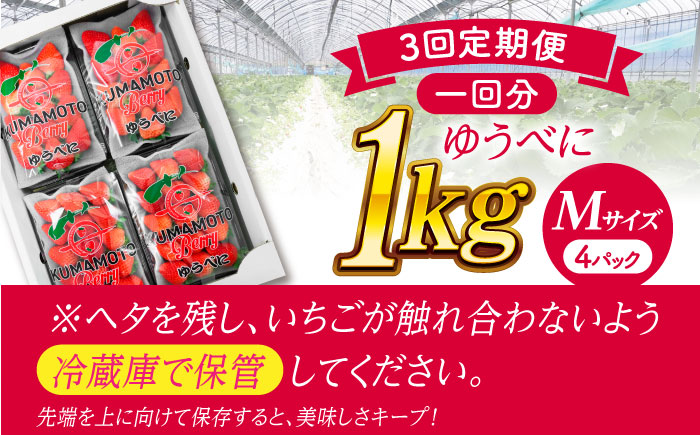 【先行予約】【3回定期便】いちご Mサイズ ゆうべに 1kg（4pc）【熊本ベリー】 いちご イチゴ 苺 ゆうべに 大粒いちご  [ZER010]