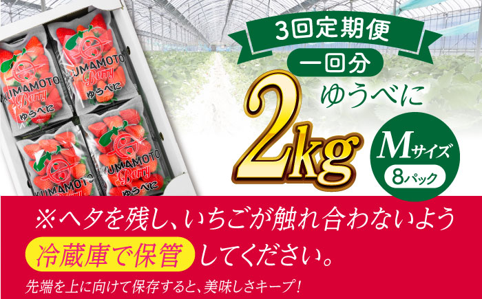 【先行予約】【3回定期便】いちご Mサイズ ゆうべに 2kg（8pc）【熊本ベリー】 いちご イチゴ 苺 ゆうべに 大粒いちご  [ZER011]