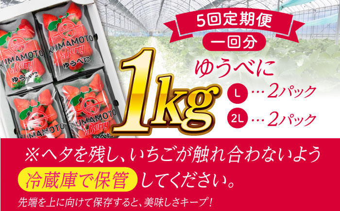 【先行予約】【5回定期便】大粒いちご L～2L ゆうべに 1kg（4pc）【熊本ベリー】 [ZER016]
