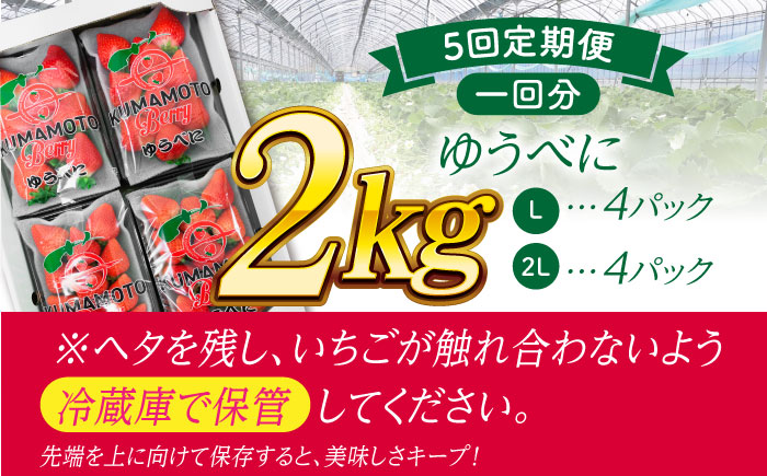 【先行予約】【5回定期便】大粒いちご L～2L ゆうべに 2kg（8pc）【熊本ベリー】 [ZER017]