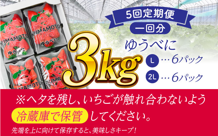 【先行予約】【5回定期便】大粒いちご L～2L ゆうべに 3kg（12pc）【熊本ベリー】 [ZER018]