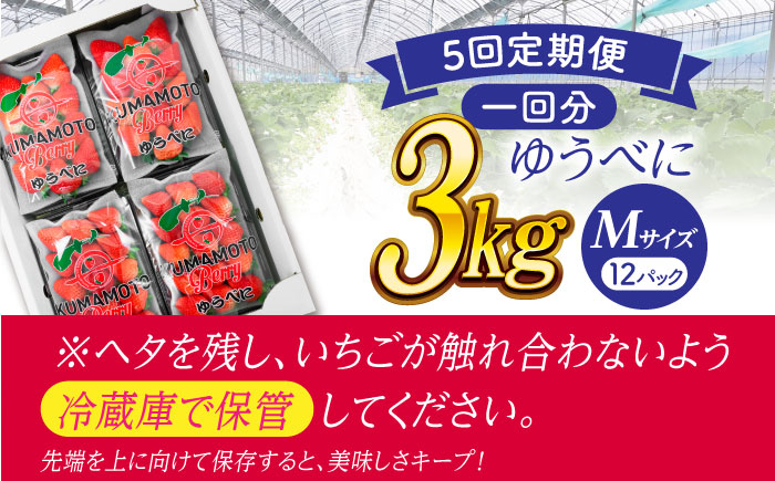 【先行予約】【5回定期便】いちご Mサイズ ゆうべに 3kg（12pc）【熊本ベリー】 [ZER021]