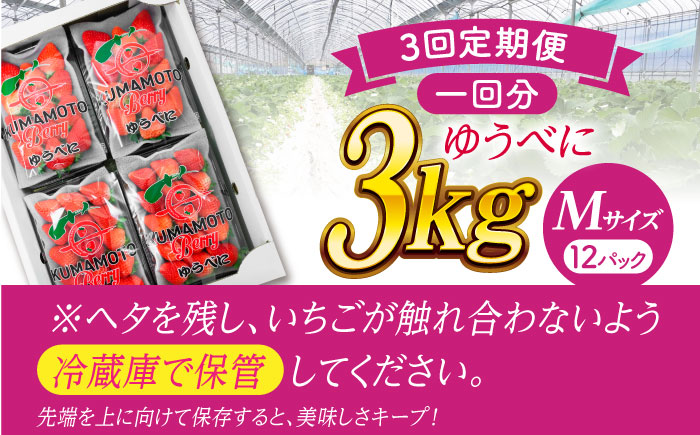 《3月より発送開始》 【3回定期便】 いちご Mサイズ ゆうべに 3kg（12pc）【熊本ベリー】 [ZER024]