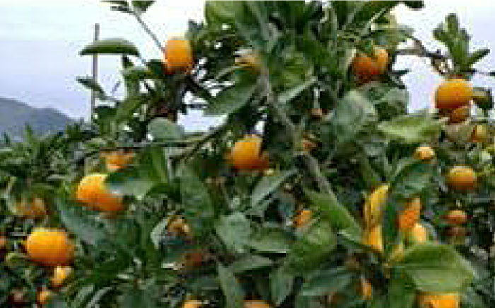 中生温州みかん 5kg 【池田農園】 [ZEX003]