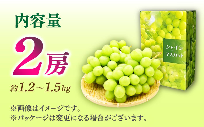 【先行予約】シャインマスカット 2房（約1.2～1.5kg）【城 果樹園】 [ZFD001]
